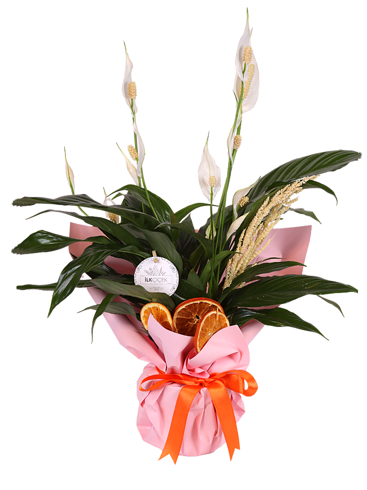 Citrus Elegance