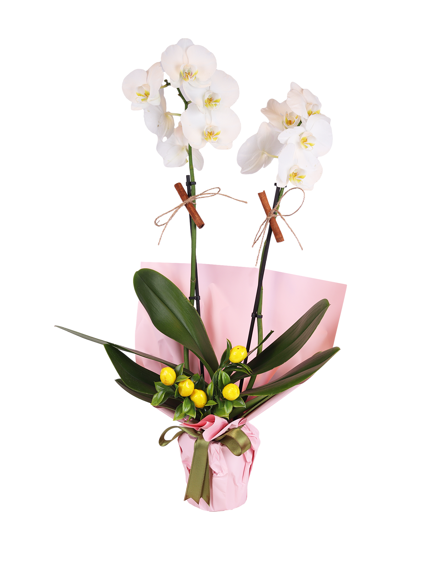 Double White Phalaenopsis