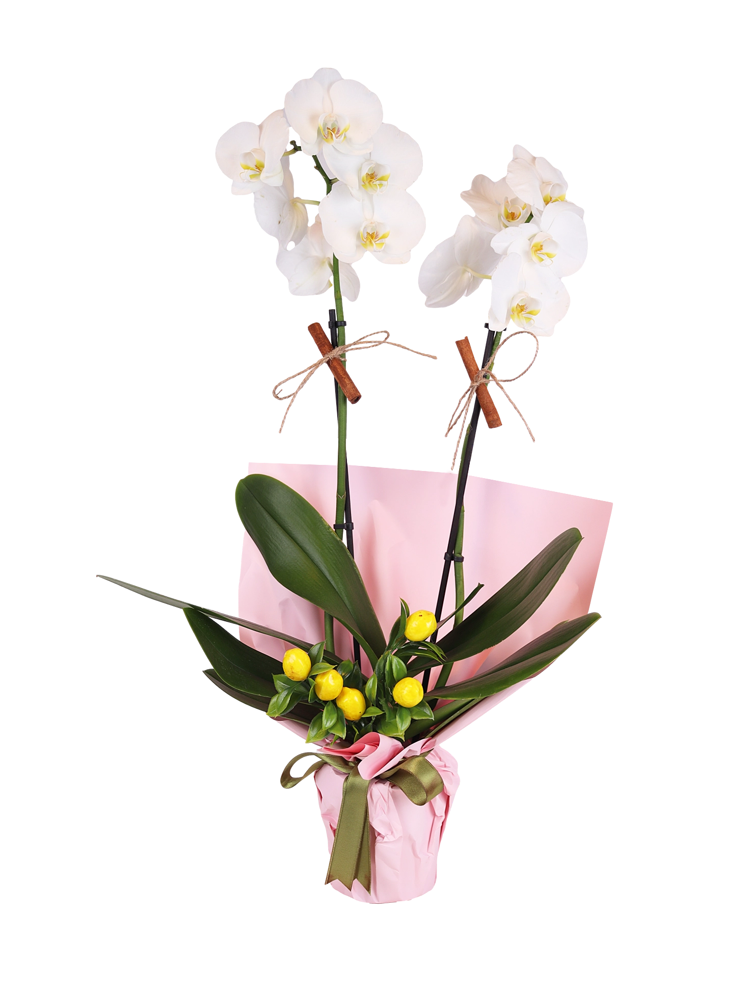 Double White Phalaenopsis