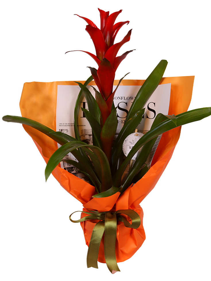 Flame Elegance