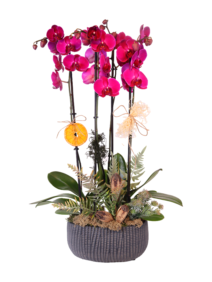 PRO: Floral Harmony