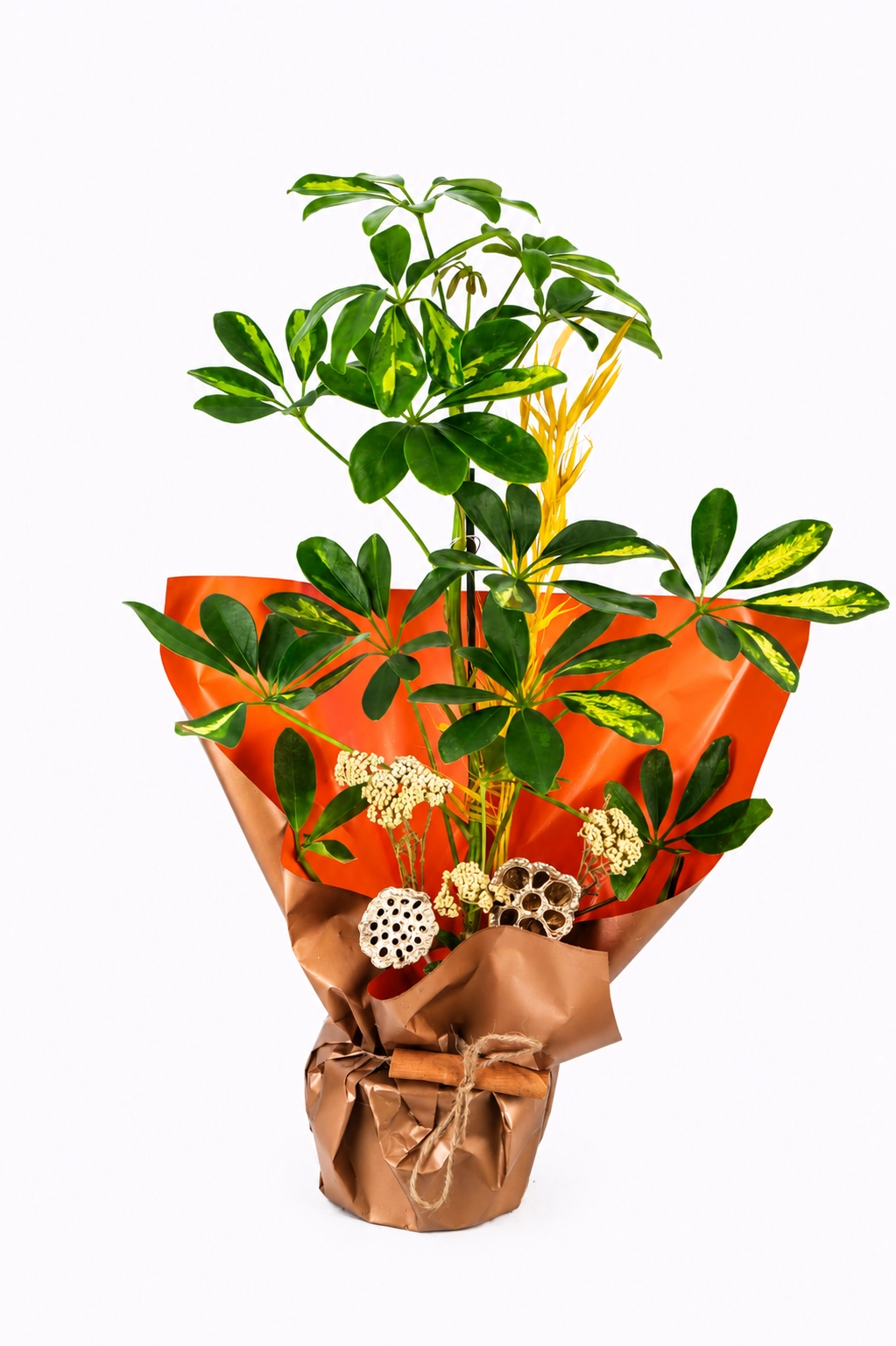 Golden Leaf Plant