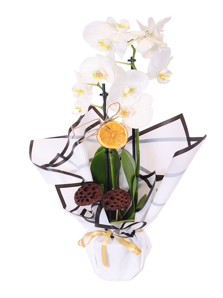 Luminous Orchid
