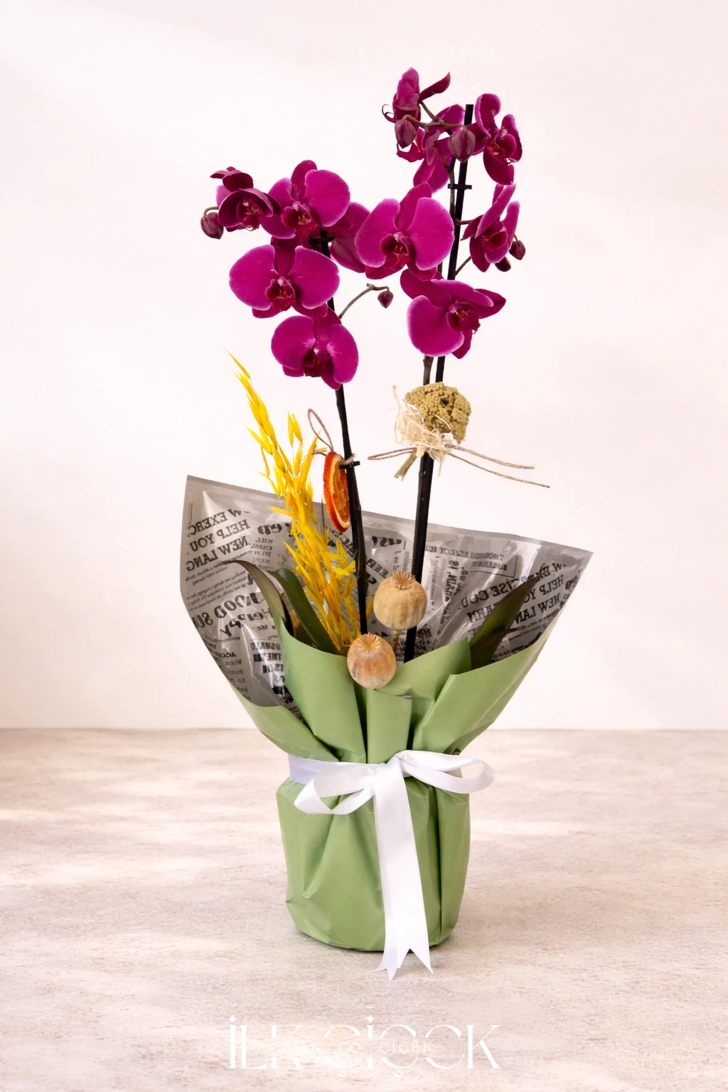 Magenta Bloom Orchid