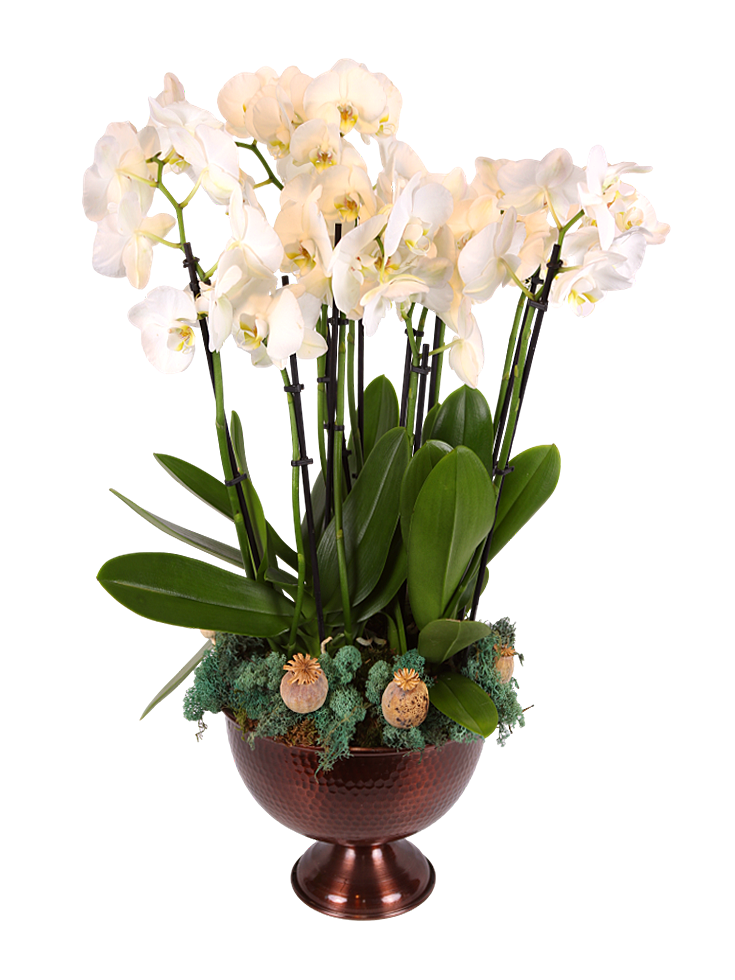 Majestic Orchid Glow