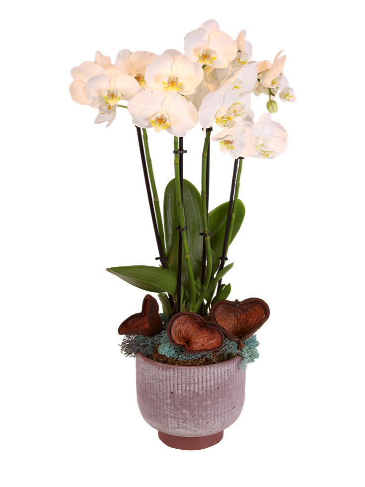 Moonlight Orchid