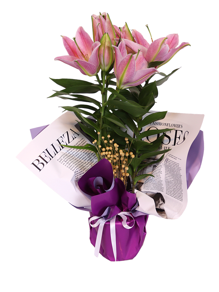 Noble Lily
