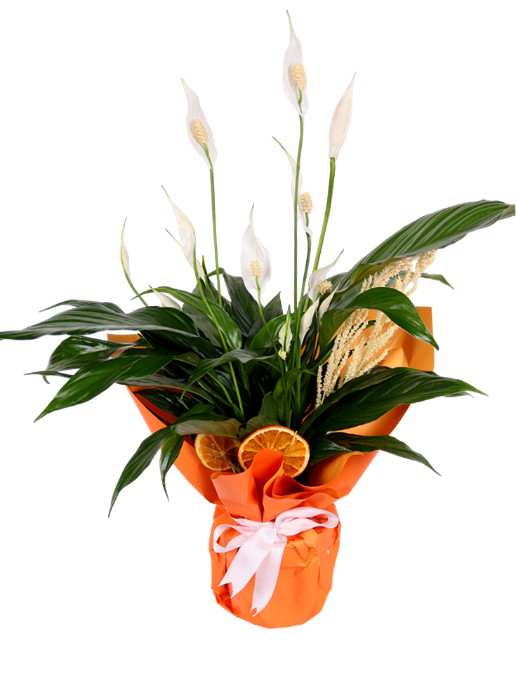 Orange Elegance