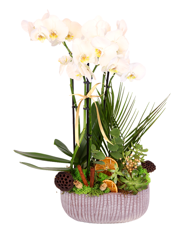 Pro: Orchid Oasis