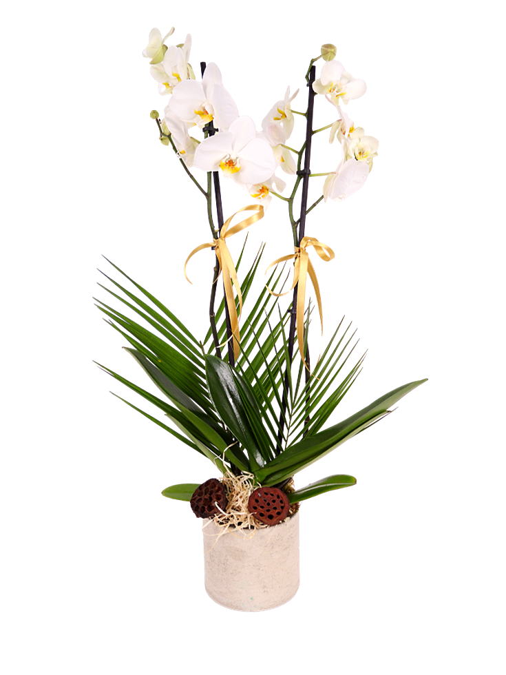 Orchid Serenade