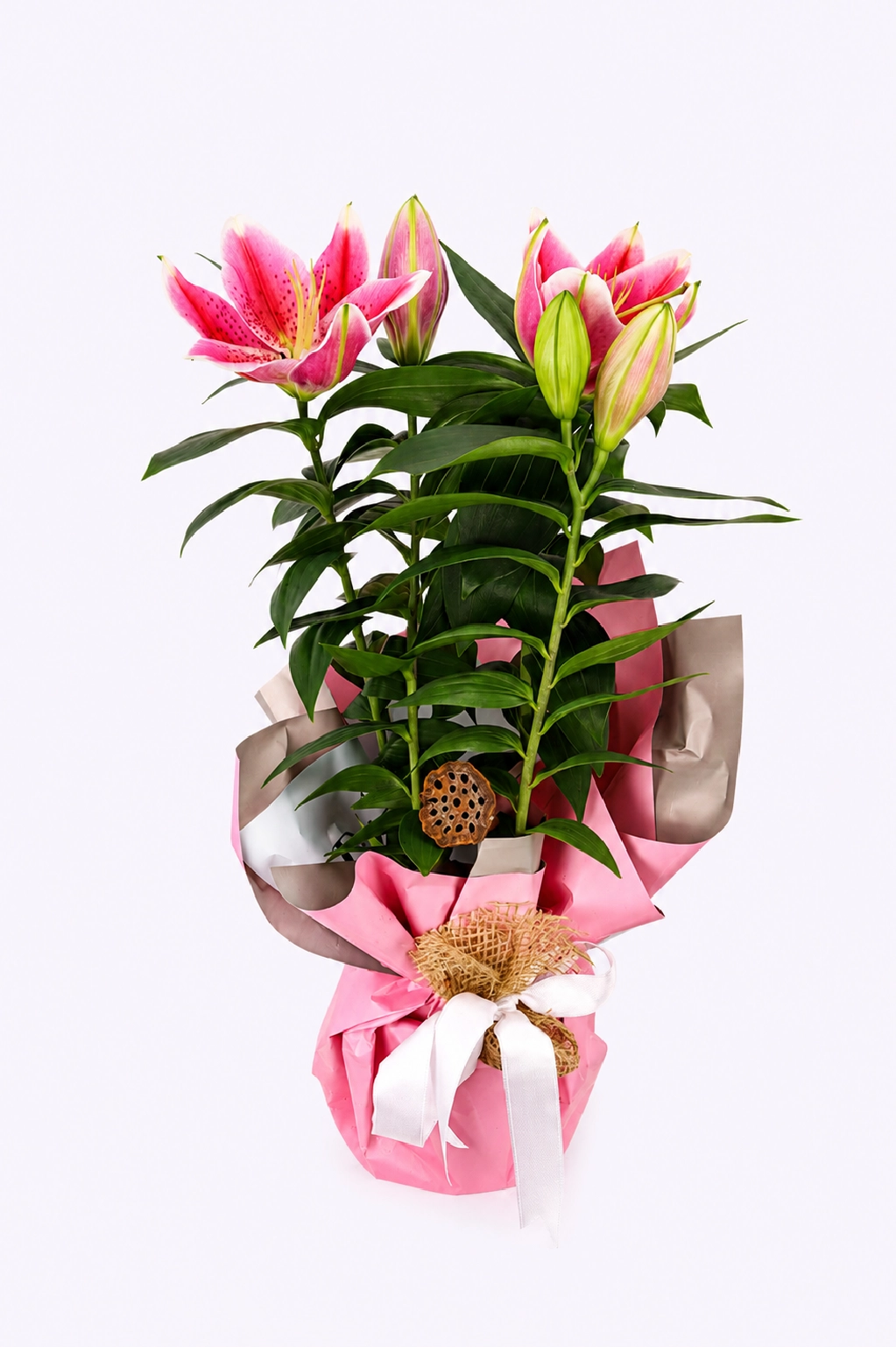 Pink Edition