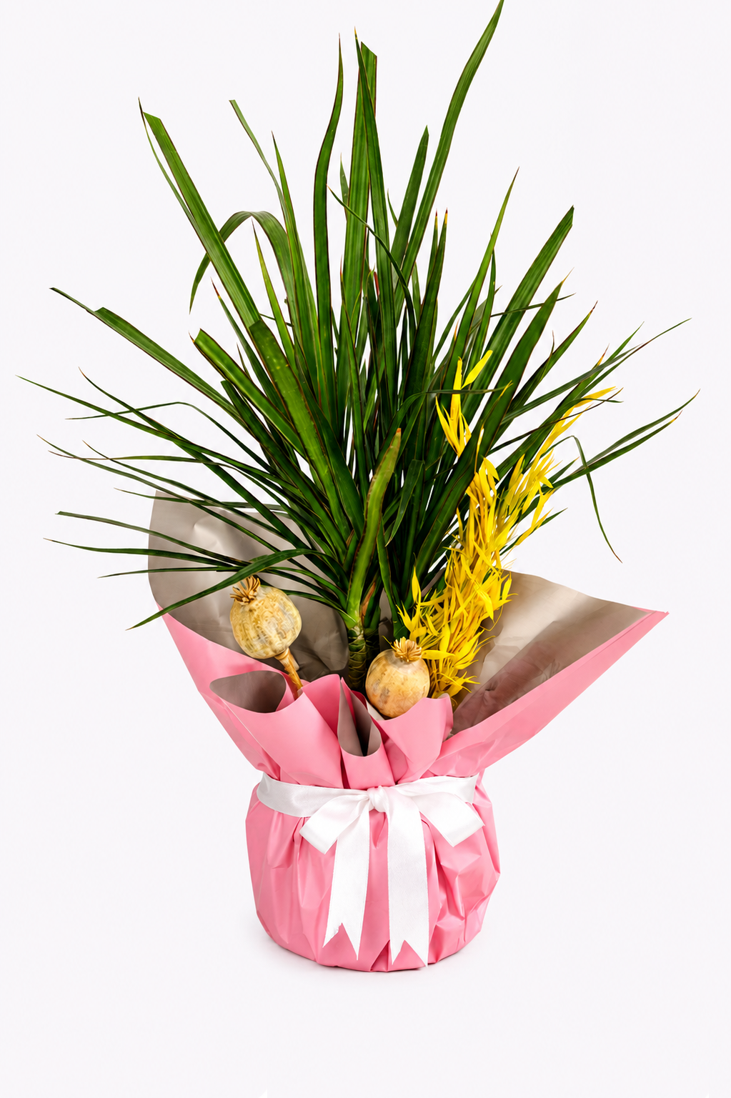 Pink Ribbon Dracaena