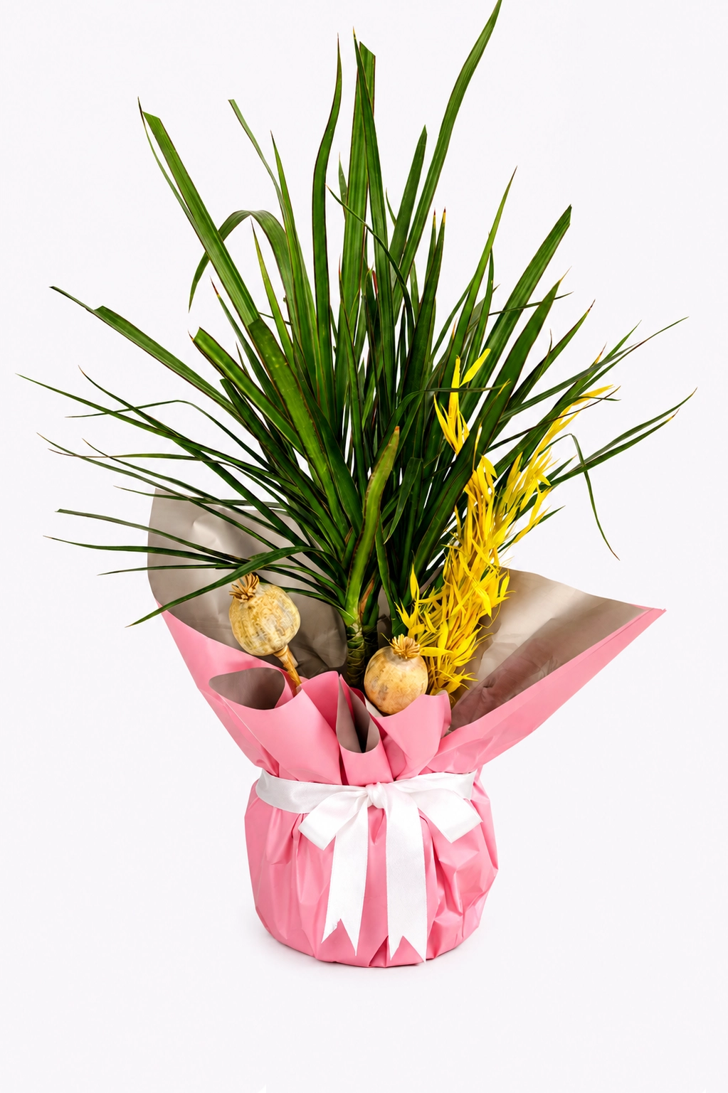 Pink Ribbon Dracaena