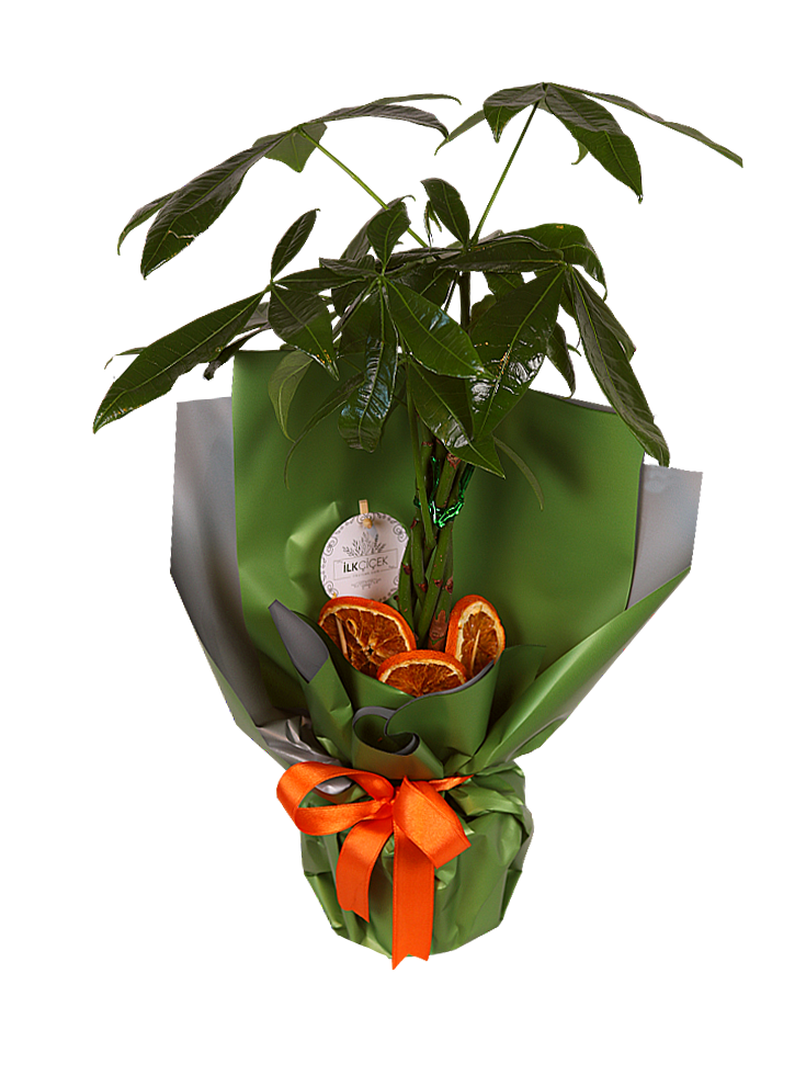 Prosperity Greens