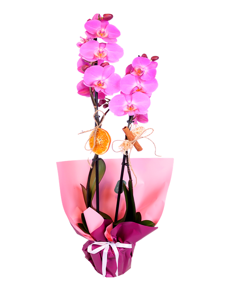 Radiant Orchid Elegance