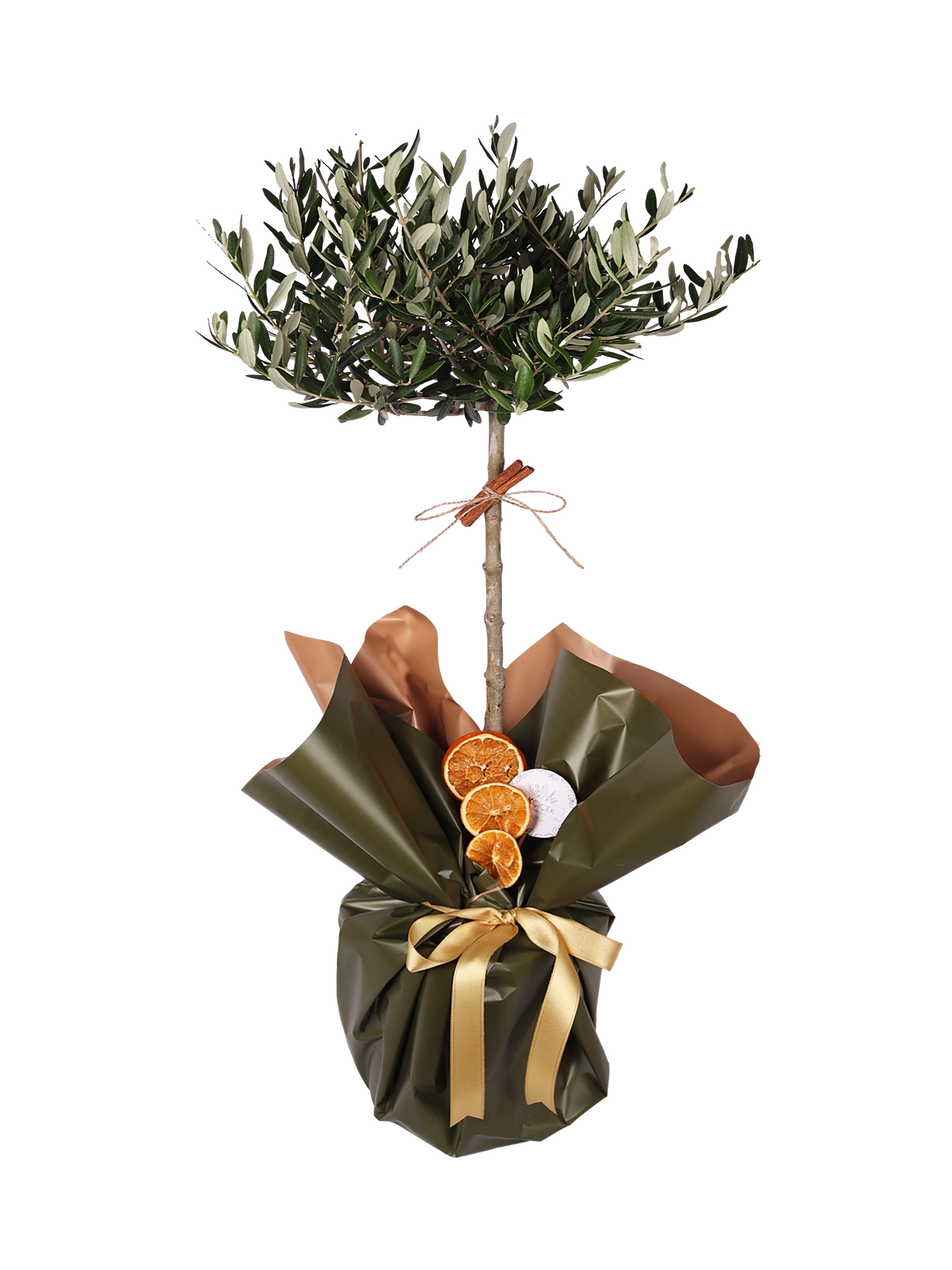 The Mediterranean Sentinel