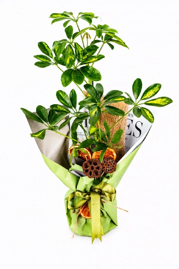 Autumn Passion - Midi Schefflera