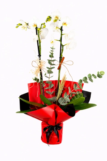 Crimson Edge - Çift Dallı Beyaz Orkide