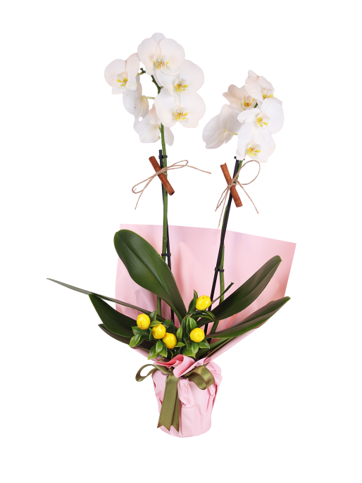 Double White Phalaenopsis