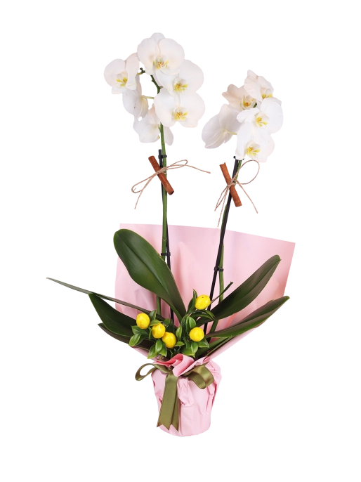 Double White Phalaenopsis