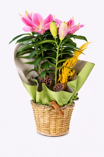 Elegant Flowering Lily