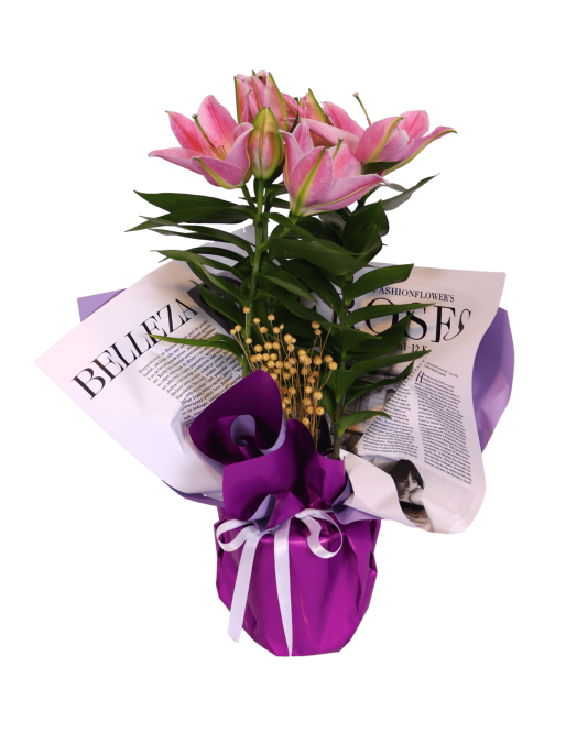 Elegant Flowering Lily