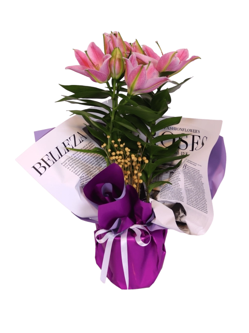 Elegant Flowering Lily