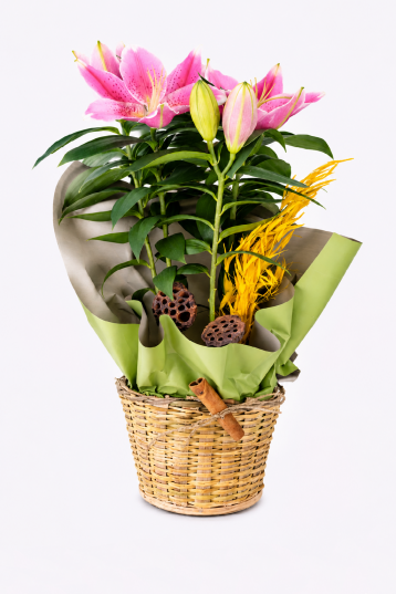 Elegant Flowering Lily