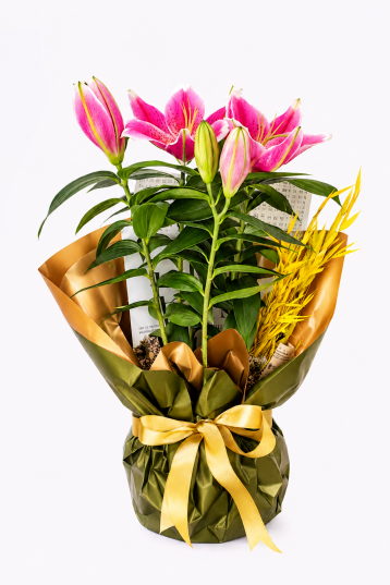 Golden Lily Bloom