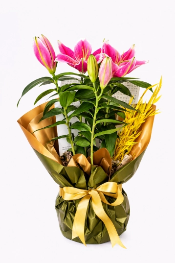 Golden Lily Bloom