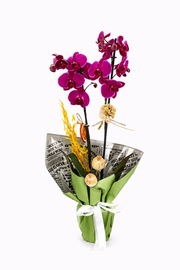 Magenta Bloom Orchid