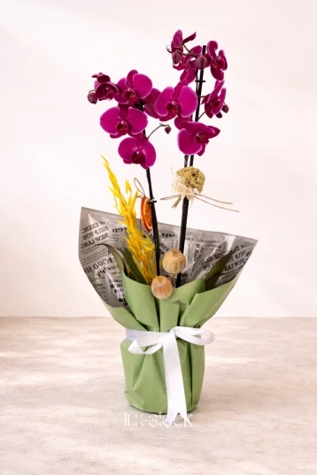 Magenta Bloom Orchid