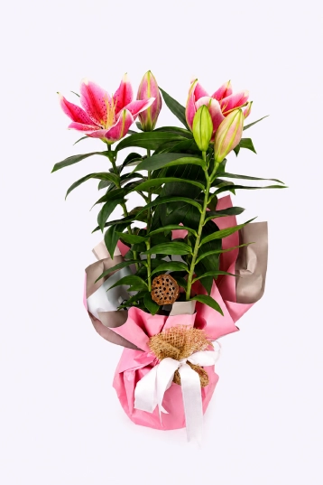 Pink Edition