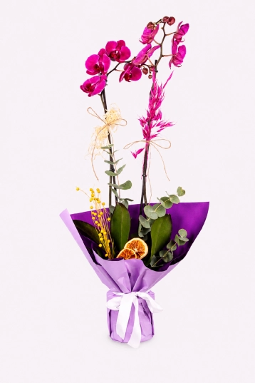 Pink Élite Orchid