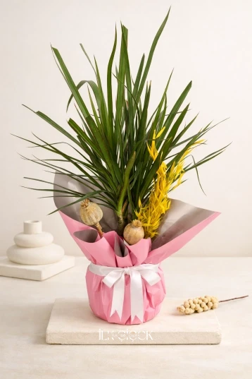 Pink Ribbon Dracaena