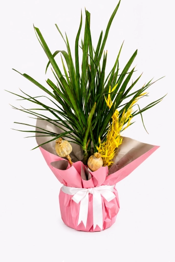 Pink Ribbon Dracaena
