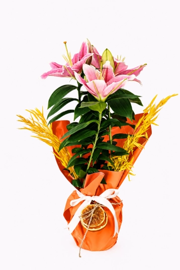 Sunset Lily