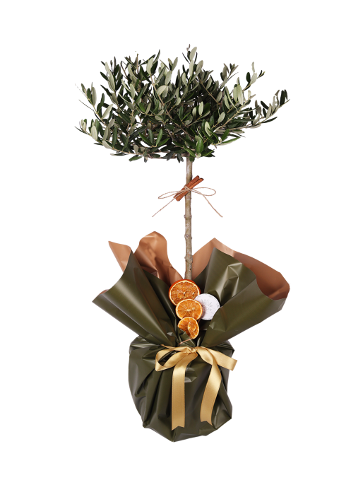 The Mediterranean Sentinel