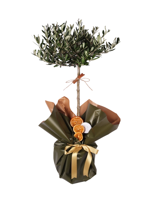 The Mediterranean Sentinel