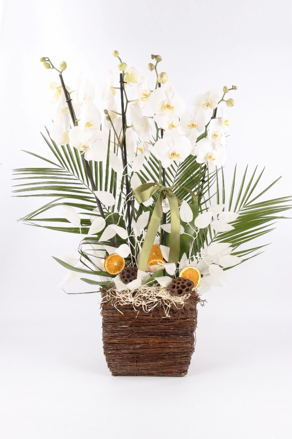 White: Orchid Elegance