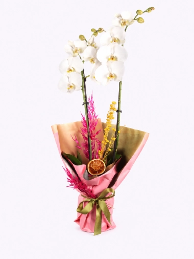 Zenith Phalaenopsis - 2Dallı Orkide