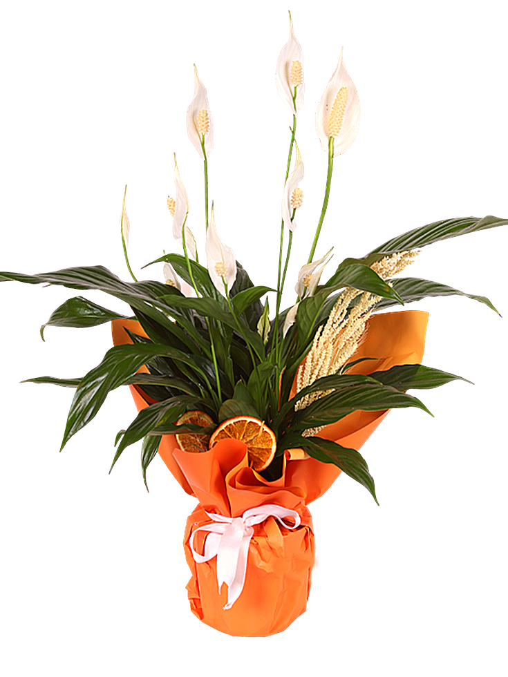 Tranquil Petal Harmony