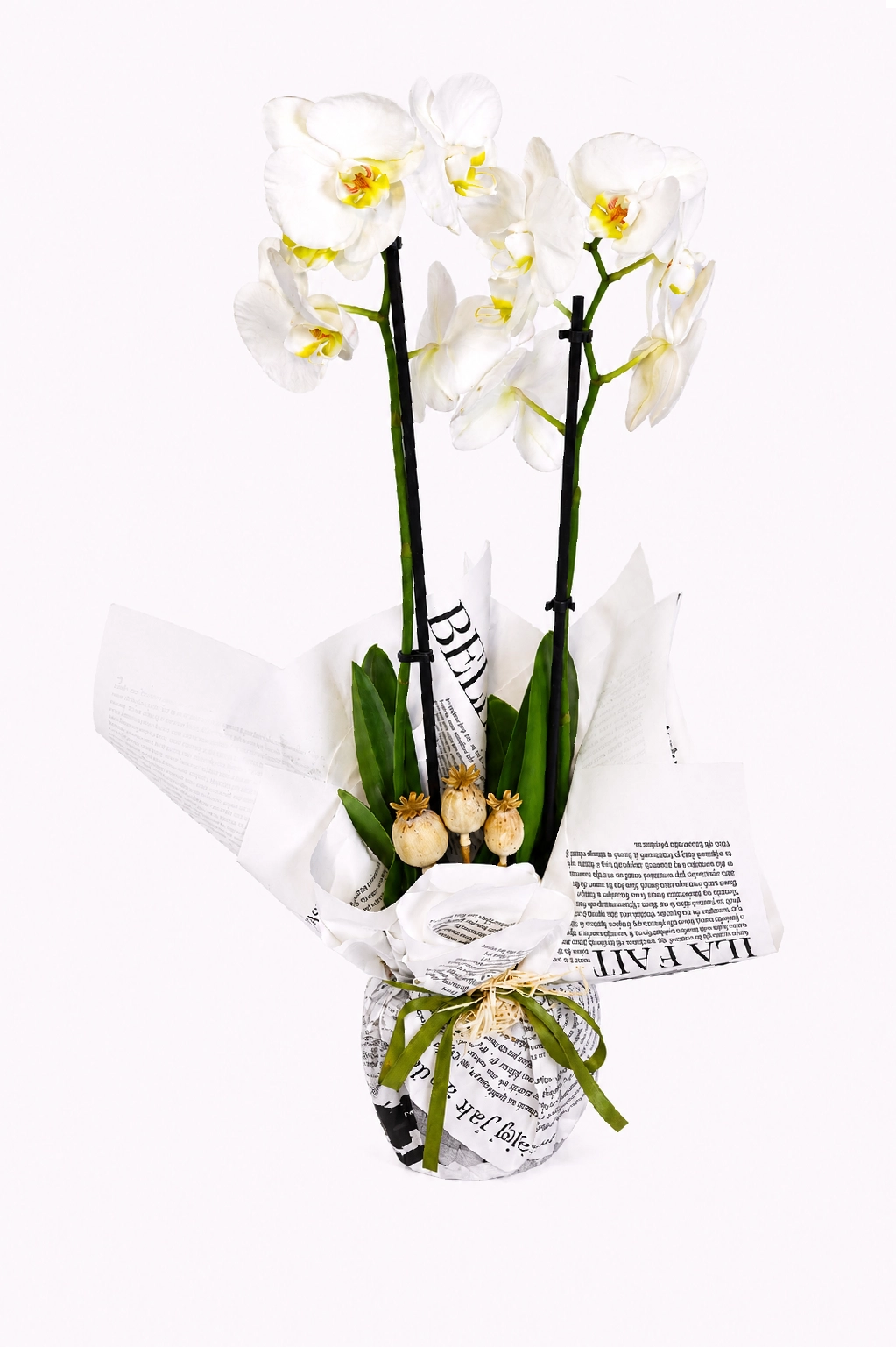 Vogue Orchid - 2 Dallı Beyaz Orkide