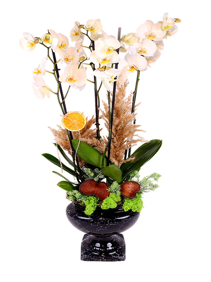 PRO: White Orchid Elegance