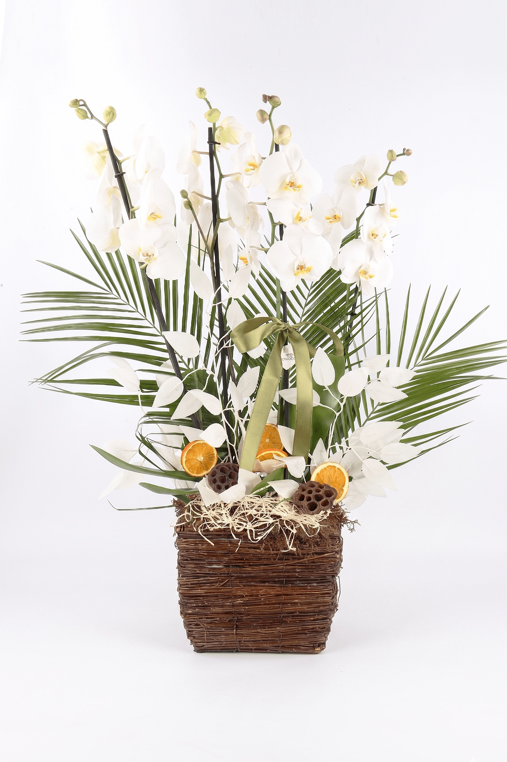 White: Orchid Elegance