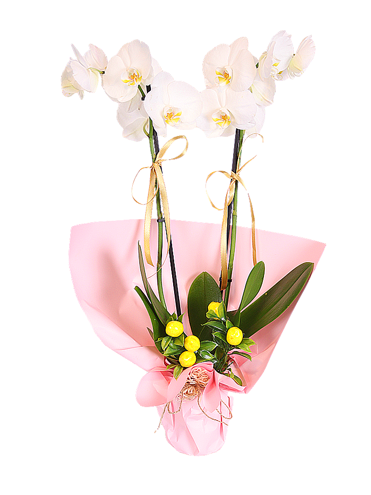 White Orchid Lemon