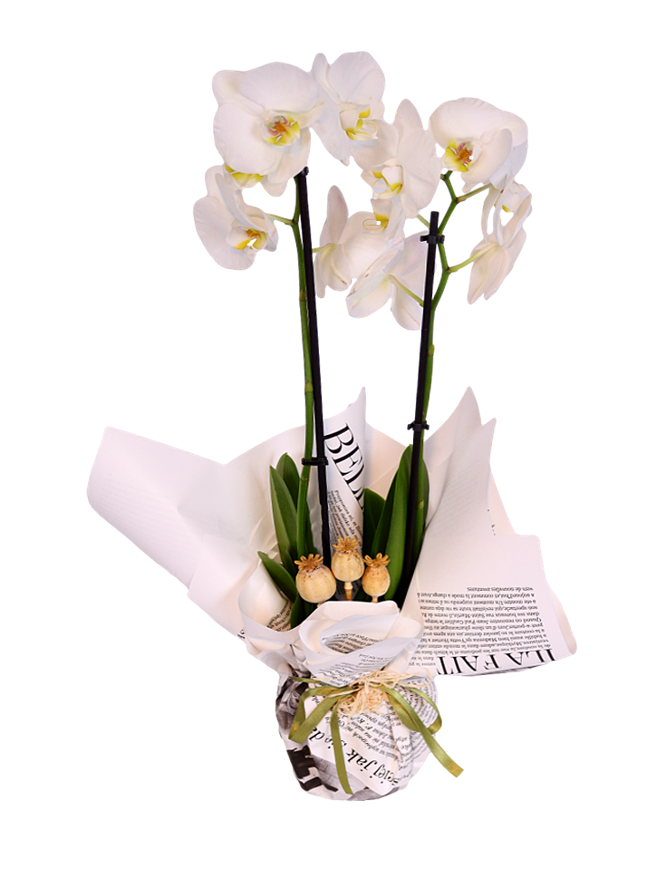 White Serenade